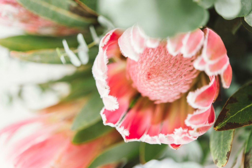 Protea Detail