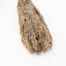 Pampagras natur Trockenblumen online