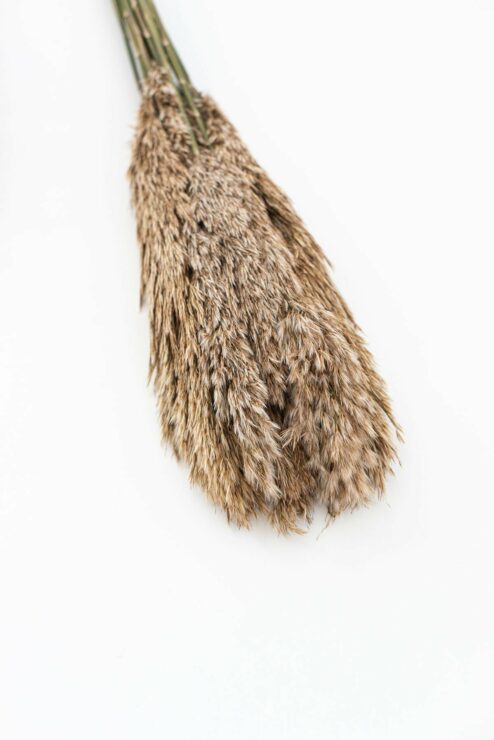 Pampagras natur Trockenblumen online