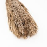 Pampagras natur Trockenblumen online