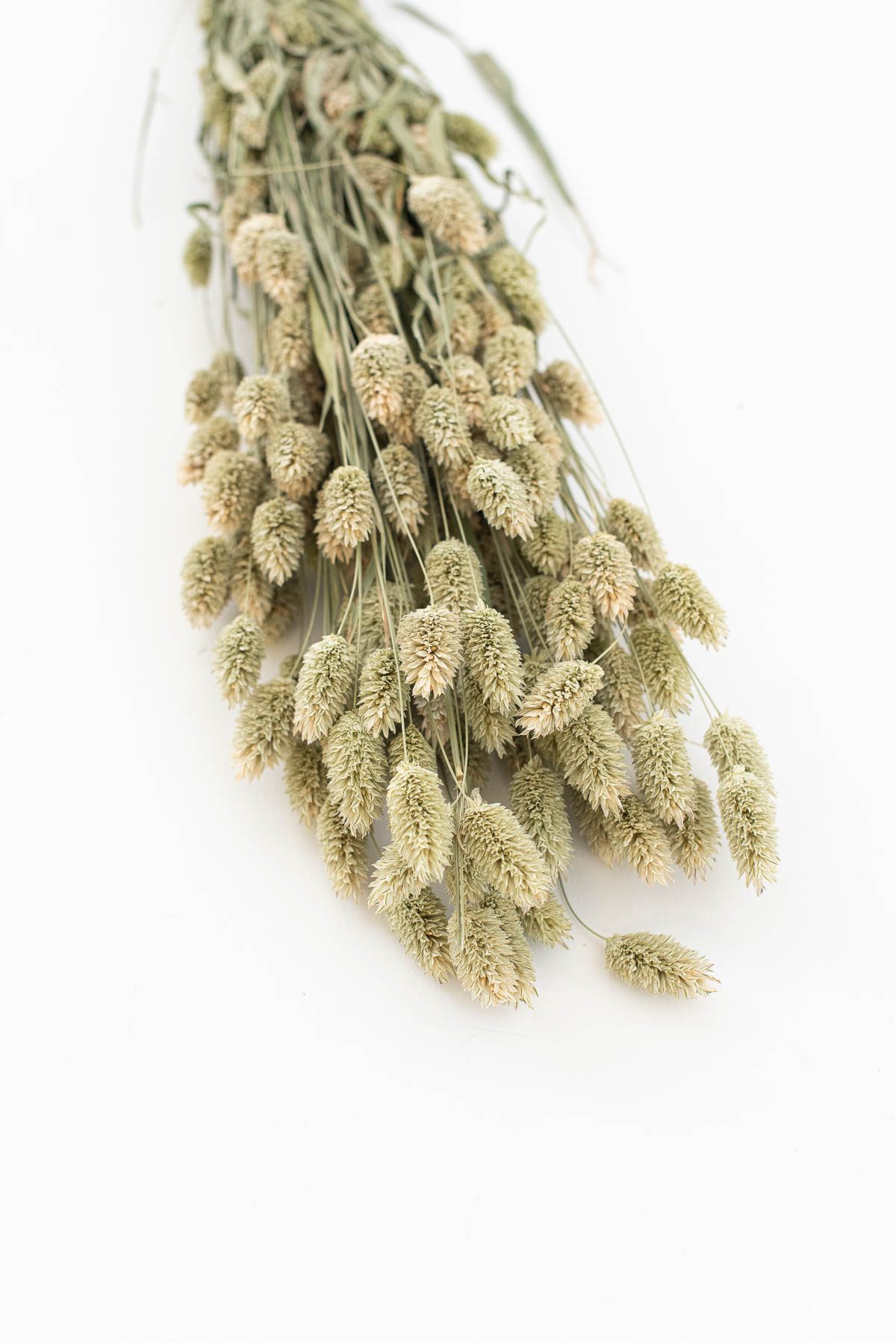 Trockenblumen Phalaris natur Glanzgras getrocknet Trockenstrauß ca 55 cm