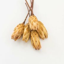 Protea Repens Stiele Trockenblumen online