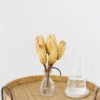 Protea Repens Stiele Trockenblumen online