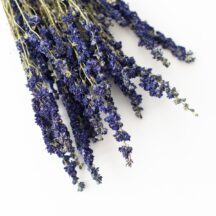 Delphinium blau getrocknet