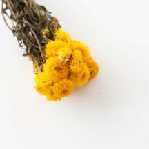 Helichrysum gelb getrocknet Strohblume