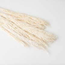 Papmpagras weiss gebleicht-2