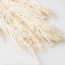 Papmpagras weiss gebleicht-3