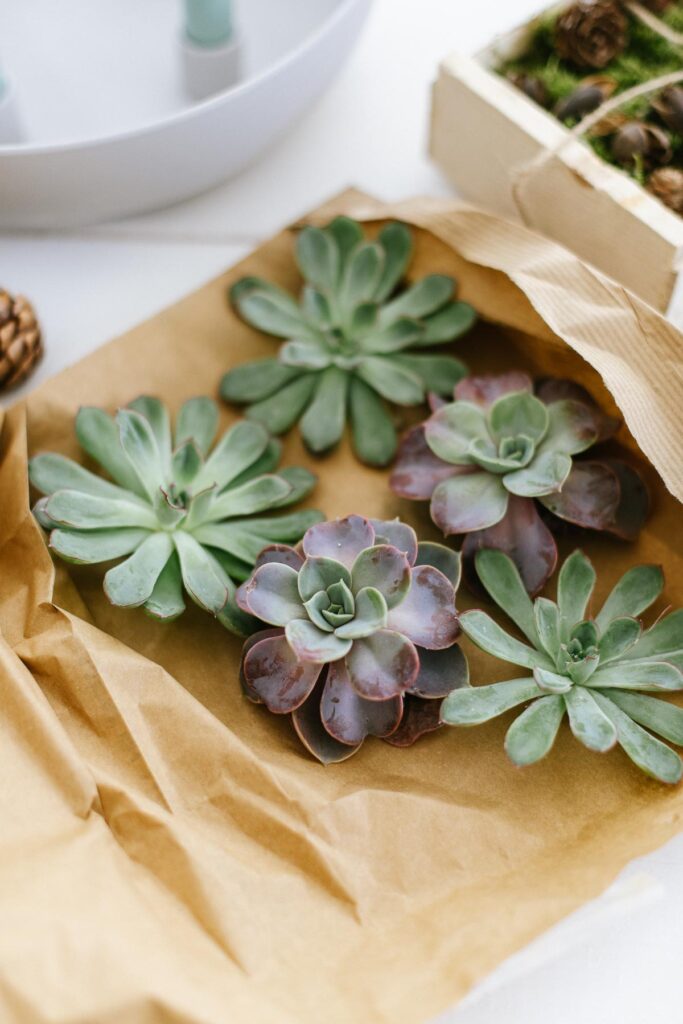 Kerzenschale mit Sukkulenten als minimalistischen Adventskranz. Kerzenschale mit natürlichen Materialien füllen und Stabkerzen anzünden.