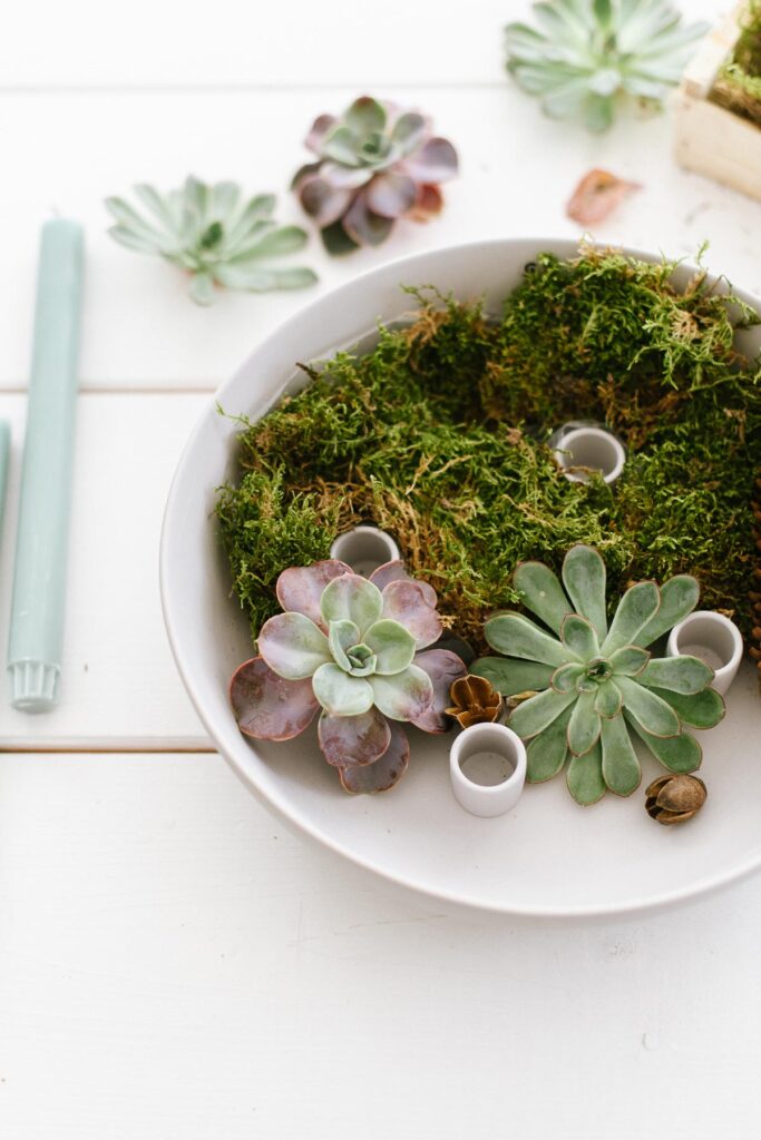 DIY Kerzenschale mit Sukkulenten als minimalistischen Adventskranz. Kerzenschale mit natürlichen Materialien füllen und Stabkerzen anzünden.