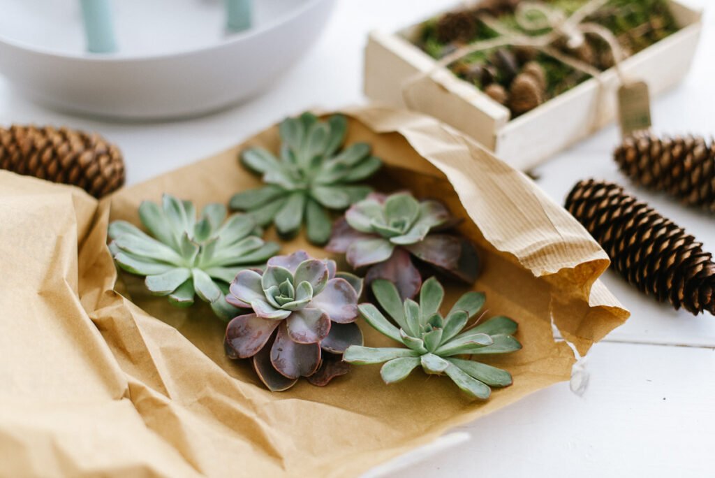 DIY Kerzenschale mit Sukkulenten als minimalistischen Adventskranz. Kerzenschale mit natürlichen Materialien füllen und Stabkerzen anzünden.