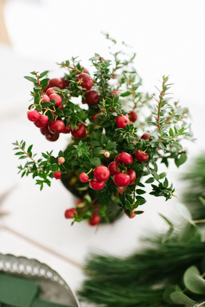 DIY Stern und Adventskranz mit Pflanzen für draußen dekorieren