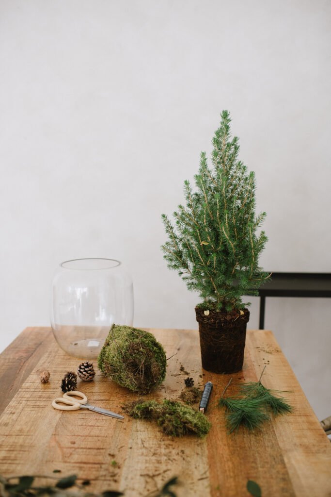 DIY Idee: Tannenbäumchen in Vase