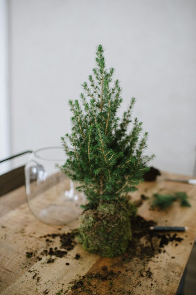 DIY Idee: Tannenbäumchen in Vase