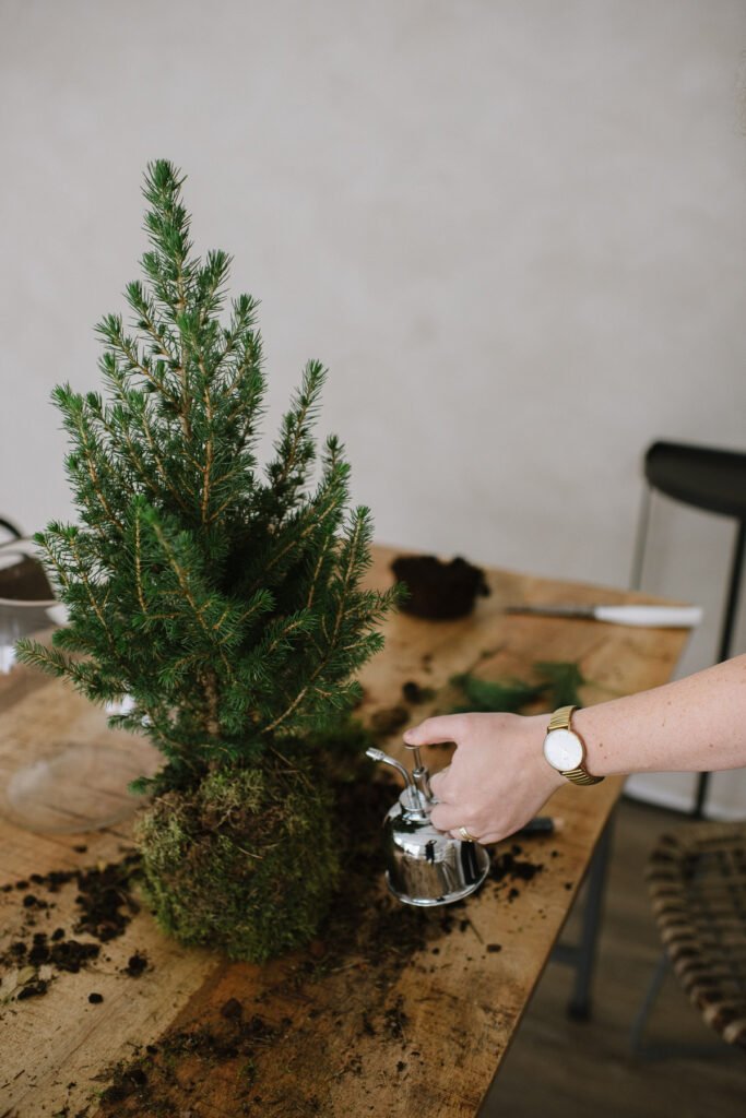 DIY Idee: Tannenbäumchen in Vase