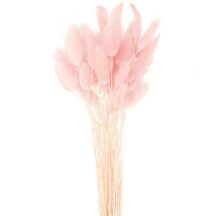 getrockneter Lagurus pink