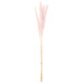 getrocknetes Pampasgras pink