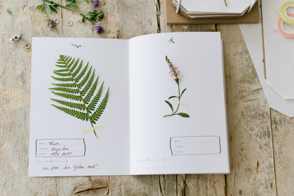 Herbarium für Kinder