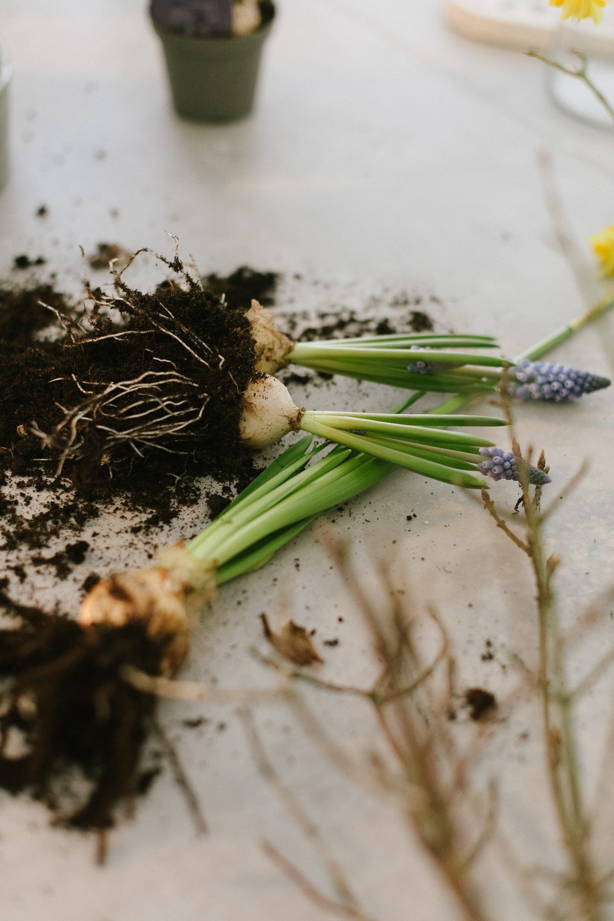 Alle Blumen inkl. Zwiebel aus den Töpfen nehmen und trennen