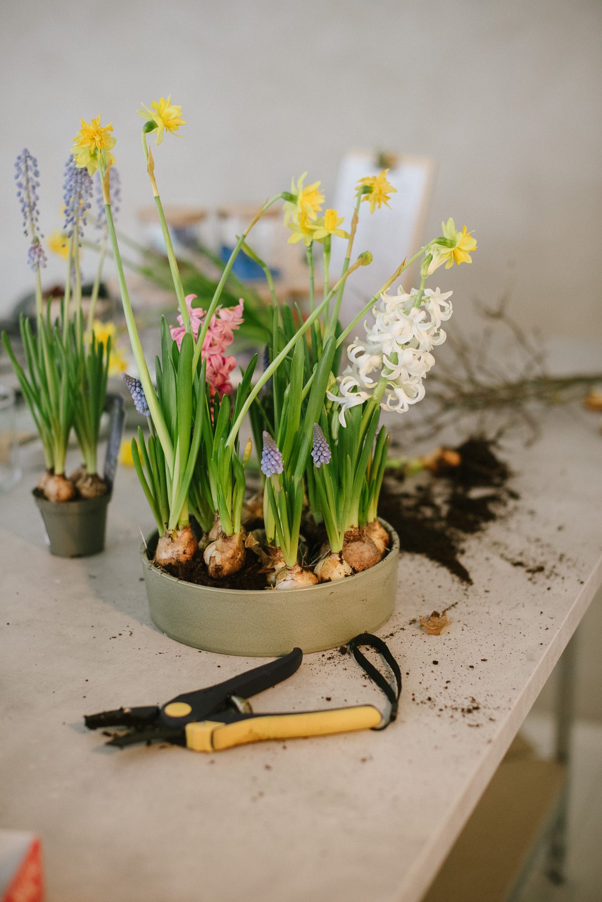 Blumen in der Pflanzschale anordnen