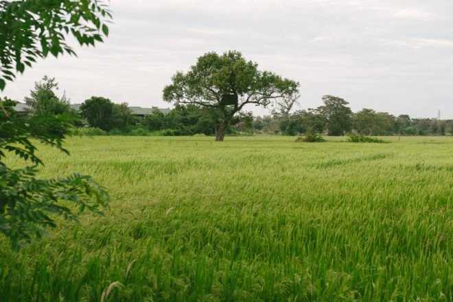Reisfelder Sri Lanka
