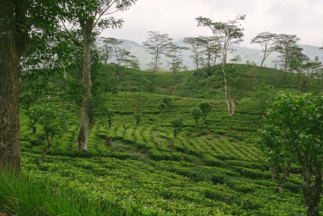 Teeplantage Hochland Sri Lanka