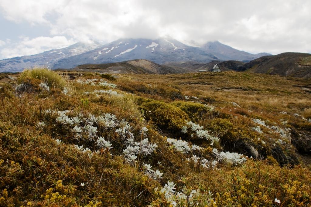 Weltwunderer_Tongariro National Park