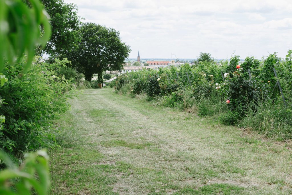 Feldweg Deidesheim Villa im Paradies