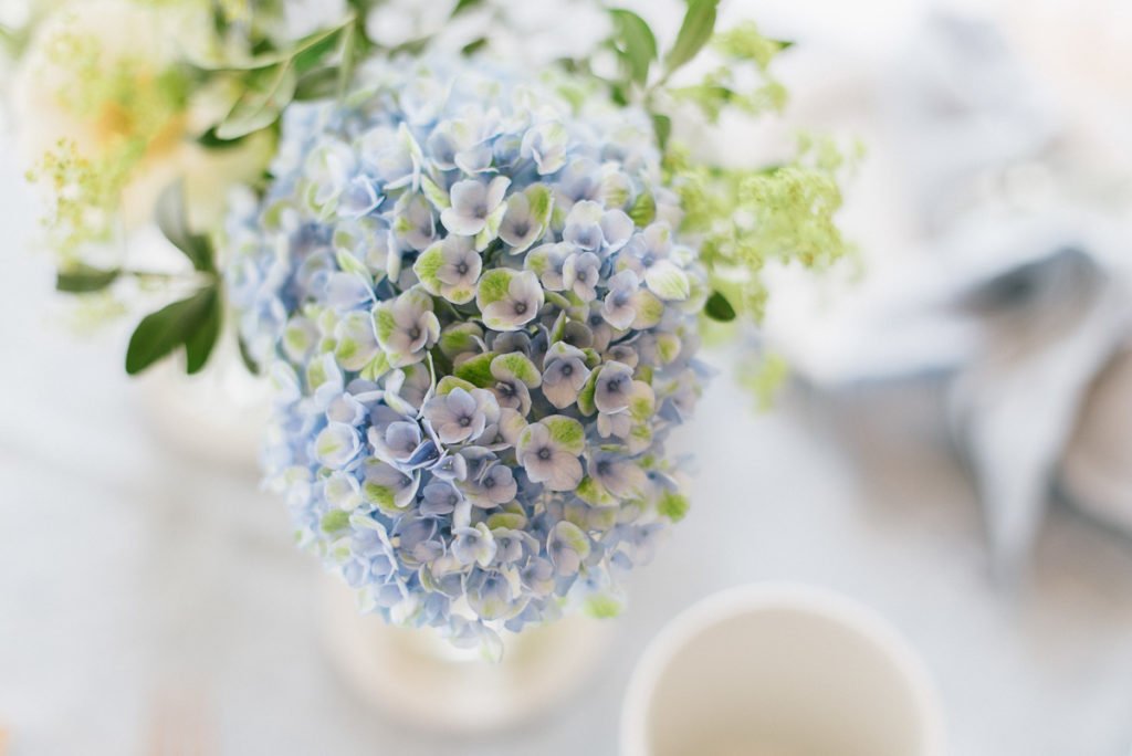 blaue Hortensie